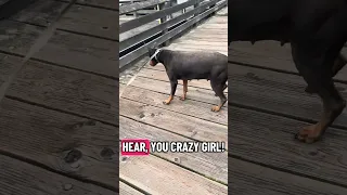 Good morning. #fyp #dream #doberman #pets #youtube