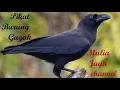 Download Lagu Suara pikat burung gagak. ENDKANG