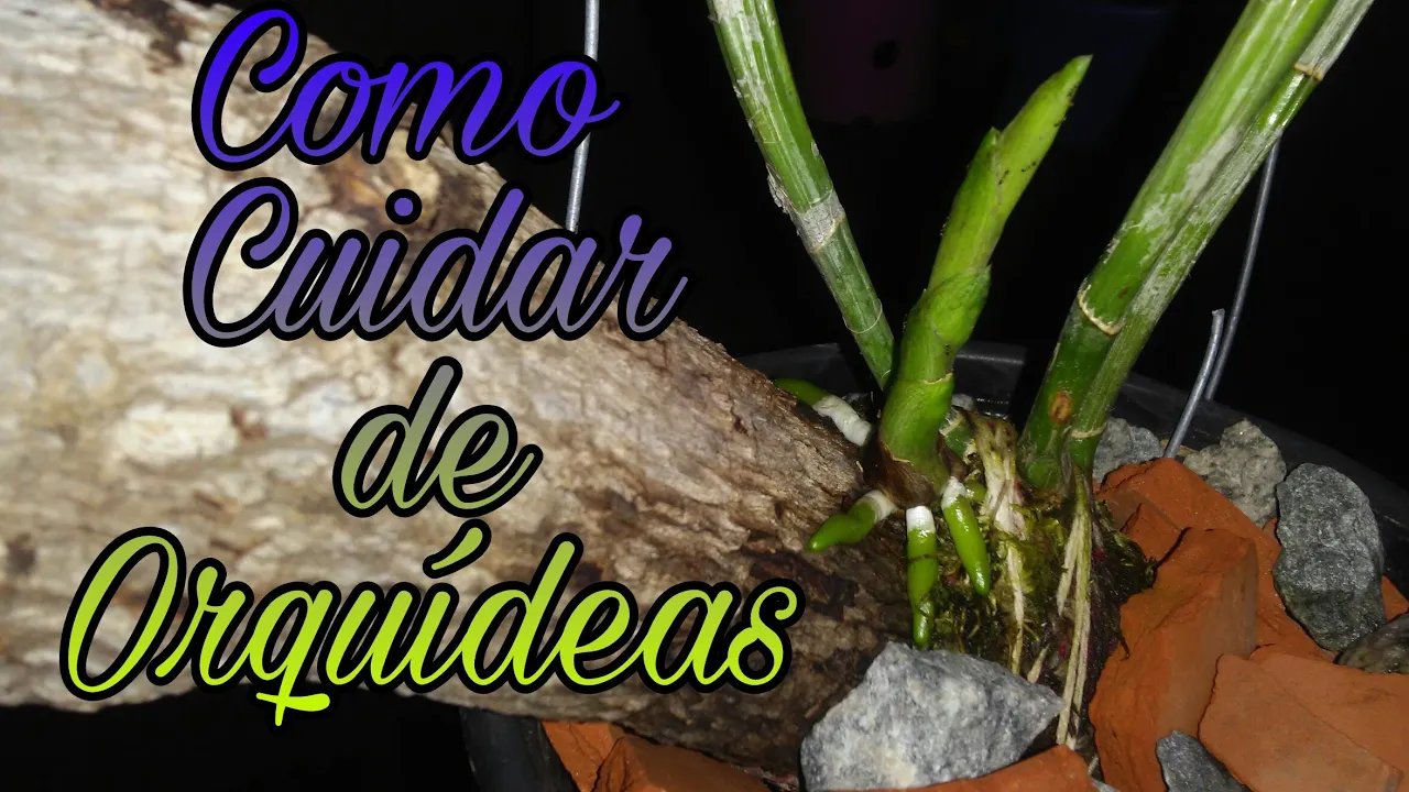 COMO CUIDAR DE ORQUÍDEAS