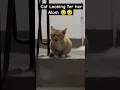 Download Lagu Cqt Lpoking for her mom 😥😥 #funnyanimals #youtubeshorts #shortsfeed #funny #viral