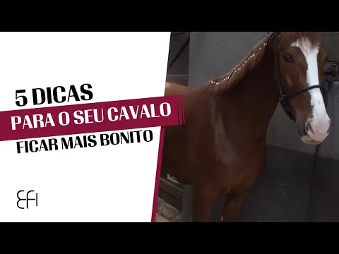 Download MP3 5 PASSOS  PRA DEIXAR SEU CAVALO AINDA MAIS BONITO | A FAMÍLIA DO MANGALARGA | S01_E14