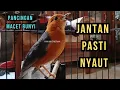 Download Lagu PANCINGAN MACET BUNYI. Anis Merah ini ampuh bikin macetan cepat gacor pagi siang malam hari