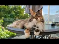 I Put a Camera on My Cat to See From Her POV