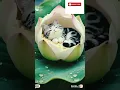 Lagu #cute #lifeisbutadream #cat #mangu #love #funny #song#shorts#viral#peace#drama#love#fun