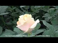 Review of the Peach Avalanche Rose (Hybrid Tea) (Lex Voorn 2007)