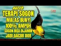 Download Lagu Sogon mu malas bunyi❓ putar pancingan ini agar emosi langsung gacor