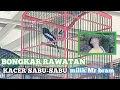 Lagu KACER SABU -SABU MANDI MALAM RUTIN || BIKIN STABIL DI GANTANGAN