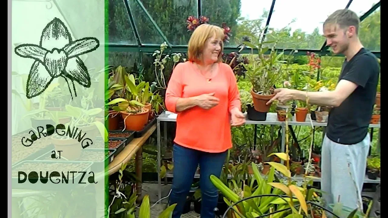 ENSURING CATTLEYA ORCHIDS GET GOOD LIGHT