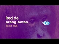 Lagu Natuur op 2: Red de Orang-oetan