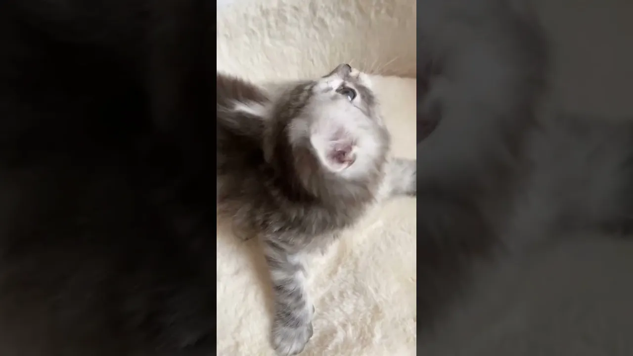 動画