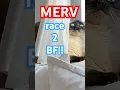 Download Lagu talking cat races to see her boyfriend, charals. #bagagwa #catsofyoutube #summer