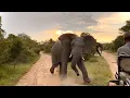 Download Lagu Angry Elephant Charges Safari Guide | Big 5 | African Wild Elephants