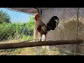 Lagu Ayam Ketawa - The Laughing Chicken - Eggs Available Spring 2022!!! NPIP - TEXAS