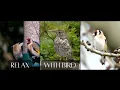 🌳 Joyful Birds Singing at Dawn – Goldfinch & Song Thrush in a Peaceful Forest | 2 Hours