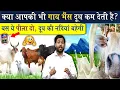 Download Lagu गाय और भैंस दूध कम देती है? ये पीला दो दूध की नदियां बहेगी फिर @Viral_Khan_Sir