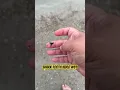 Download Lagu Shark tooth hunting video #59 | Amelia Island | Great Dane | Things to do in Florida | Fossils