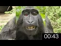 1 Minute Timer with Funny Dancing Monkeys kids timer Copyright Loyalty Free