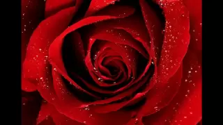 Gheorghe Zamfir Die Rose  Gheorghe Zamfir Die Rose