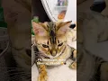 Download Lagu Reaksi Kucing Tiktok Saat Mendengar Musik Mesir 🎵