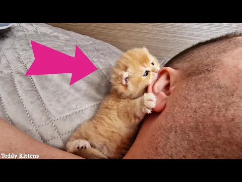 A stern man's Ear was Attacked by a Tiny Kitten