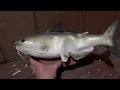 Cool Catfish Several Phrases Bad To The Bone AND Rapping Version
