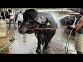 Download Lagu Khairatabad madhu Yadav Bulls Getting ready for Sadar festival 2023 | khairatabad Sadar 2023