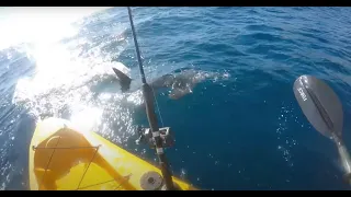 Kayak fisherman fights off aggresive hammerhead shark full