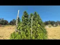 Walking Tour of Jade Nectars Amazing Landrace Garden