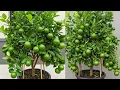 Download Lagu Propagate Healthy Lemon Trees With Air Layering And Cuttings in Just 30 Days!