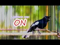KACER GACOR, PANCINGAN AMPUH KACER MALAS BUNYI