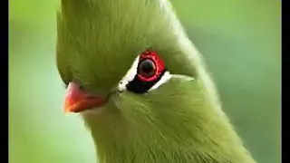 يا اللهي شذى بحبك متيم 