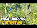 Download Lagu KICAUAN BURUNG ISTIMEWA DI ALAM LIAR
