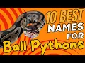 10 Best Names for Ball Pythons