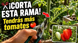 La poda del tomate que aumenta la producción | Paso a paso