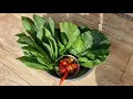 Download Lagu Ep.530 Anak sakit, tetap panen sayur organik ya. Perkembangan stek kale
