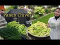 Download Lagu Panen Bahan Dapur,Chives Sebangsa Bawang Bisa Untuk Stock Selama Musim Dingin. 