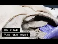 Lagu De maag van een mens | Aflevering 1 | De Binnendienst
