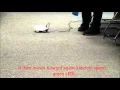 Finch Wanderer Program