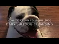 How To Clean Your Bulldog Daily Bulldog Cleansing