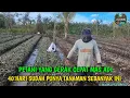 Download Lagu DI LUAR DUGAN SECEPAT INI MAS ADI MENGGARAP LAHANYA SUDAH TANAM DAUN BAWANG 45 KILO 