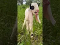 Download Lagu my goat son sond