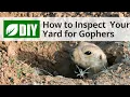 How to Inspect Your Yard for Gophers