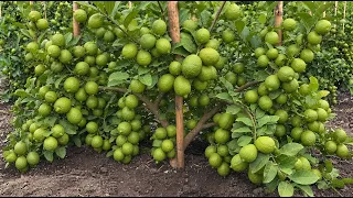 🔴LIVE🍋Lemon Tree from Branch | 100% Rooting & Fruiting Success Method!
