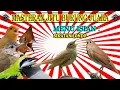 Download Lagu MASTERAN SIKATAN LONDO GACOR FULL MATERI KOMPILASI BURUNG ISIAN JUARA LOMBA
