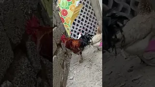 السلام عليكم يا متابعي الكرام اليوم صورنا لكم الديك الحلو مشتريناه جديد مع دجاجاته 