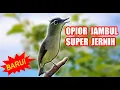 Download Lagu SUARA BURUNG MASTERAN OPIOR JAMBUL GACOR