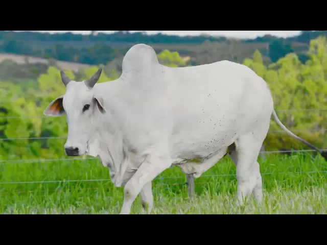 Matriz Nelore MFBN - 8726