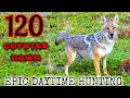 Download Lagu 120 Coyotes Down (Best Daytime Coyote Hunting Video) *NEW 2022*