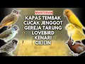 Lagu 15 Menit Masteran Burung ; Kapas Tembak, CucakJenggot, Gereja Tarung, DLL, #masteranburung #fighter