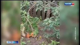 Омичи заметили белку-воришку на собственной даче